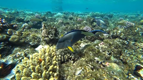 Clip of a sohal surgeonfish or sohal tang, Acanthurus sohal Video stock 88475892