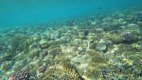 Clip of a sohal surgeonfish or sohal tang, Acanthurus sohal Video stock 88475994