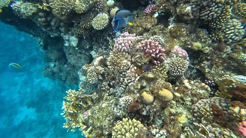 Clip of a sohal surgeonfish or sohal tang, Acanthurus sohal Video stock 88611248