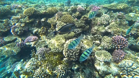 Clip of a sohal surgeonfish or sohal tang, Acanthurus sohal Video stock 88802455