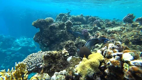 Clip of a sohal surgeonfish or sohal tang, Acanthurus sohal Video stock 88802565