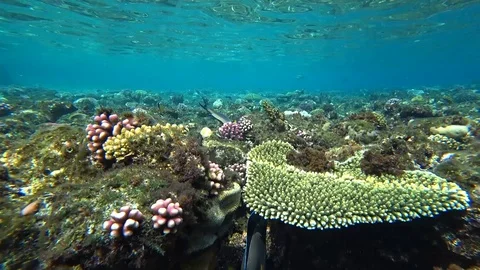Clip of a sohal surgeonfish or sohal tang, Acanthurus sohal Video stock 88803865