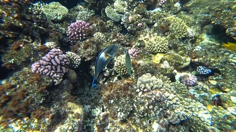 Clip of a sohal surgeonfish or sohal tang, Acanthurus sohal Video stock 88803922