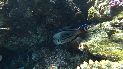 Clip of a sohal surgeonfish or sohal tang, Acanthurus sohal Stock Footage 89361454