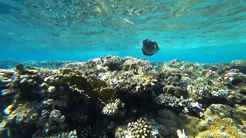 Clip of a sohal surgeonfish or sohal tang, Acanthurus sohal Stock Footage 89671280