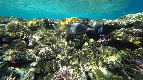 Clip of a sohal surgeonfish or sohal tang, Acanthurus sohal Stock Footage 93710178