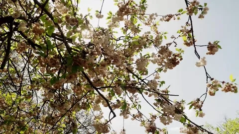 A clip of the sun beaming through the flowers and branches blossoms. Video stock 241101243