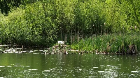 A clip of a swan nesting on the River Soar Leicester, United Kingdom. Stock Footage 241508870