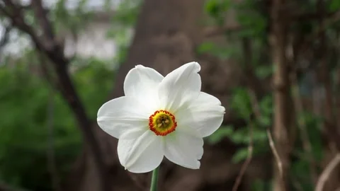 A clip of a white daffodil  Stock Footage 238442039