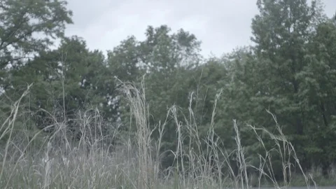 CLIP0000249 nature Stock Footage 77659961