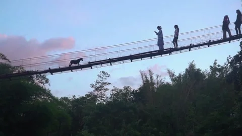 Clip176 1 Stock Footage 146350668