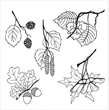 Clipart, a set of vector drawings, tree branches for design, graphics Stock Illustration