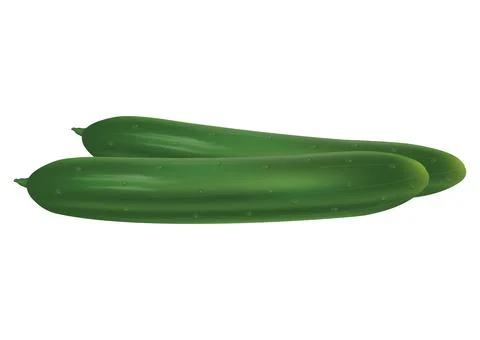 Clipart Vector Cucumber. Vector illustration of cucumber Stock Illustration