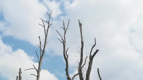 Clipped tree branches against a blue sky background 库存影片 301420990
