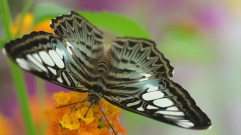 Clipper Butterfly on Flower. Stock Footage 307265094