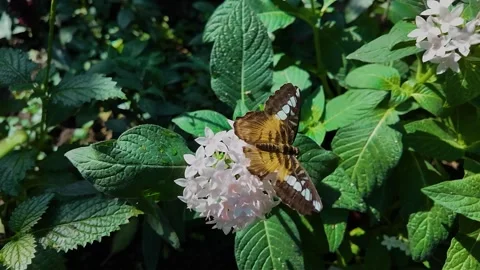 A clipper butterfly flying  in slow motion Stock Footage 306096231