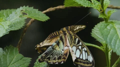 A clipper butterfly Stock Footage 251300682