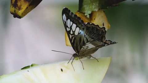 A clipper butterfly Stock Footage 251301709