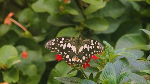 A clipper butterfly Stock Footage 255681139