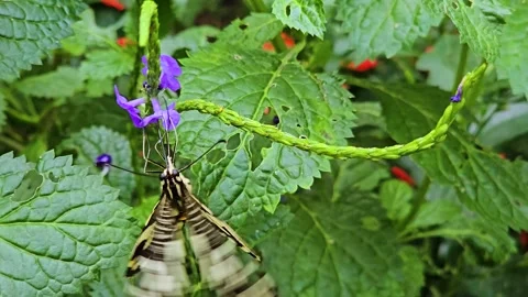 A clipper butterfly Stock Footage 266885141