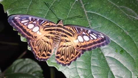 Clipper butterfly perching on Clerodendrum paniculatum leaf, Parthenos sylvia Stock Footage 342939092