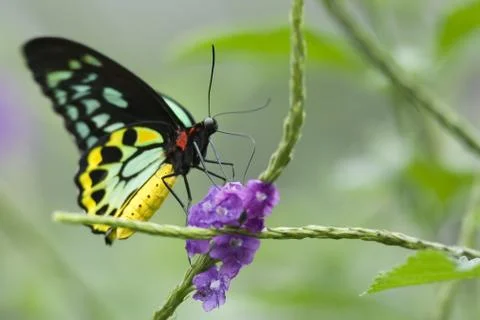 Clipper butterfly Stock Photos