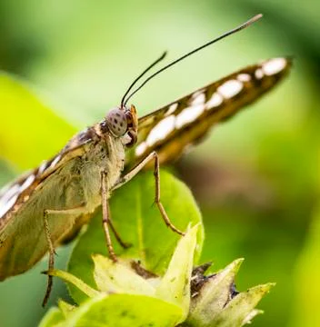 The Clipper Butterfly Stock Photos