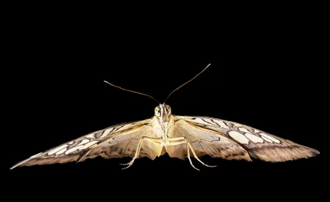 The clipper butterfly is ready to fly. Front view, isolated on black background Stock Photos