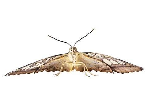 The clipper butterfly is ready to fly. Front view, isolated on white background Stock Photos