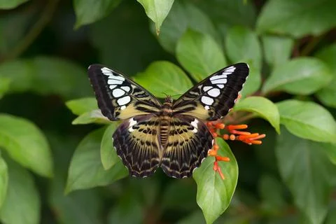 Clipper butterfly at rest Stock Photos
