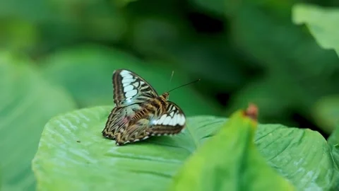Clipper butterfly resting on a green leaf in tropical forest Stock Footage 341327839