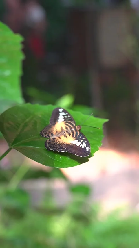 Clipper Butterfly Resting on Green Leaf Stock Footage 342592451