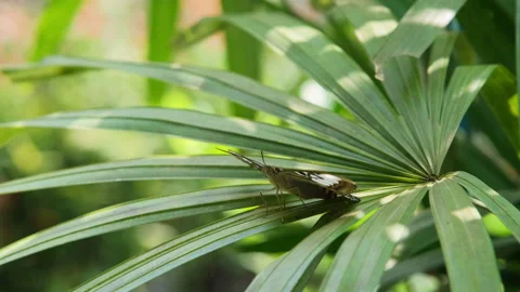 Clipper butterfly resting on green leaf Vídeo Stock 343716717