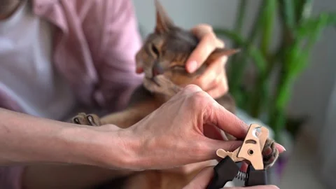 Clipping blue Abyssinian cat claws. Pet owners man and woman, together, using sc Stock-Footage 243764136