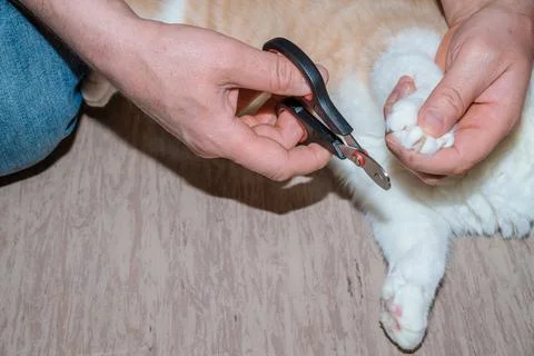 Clipping a cat's claws Stock Photos