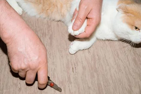 Clipping a cat's claws Stock Photos