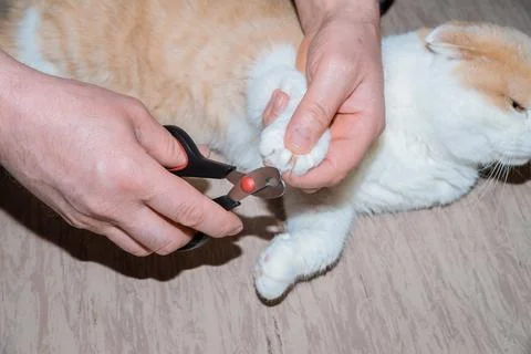 Clipping a cat's claws Stock Photos