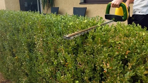 Clipping hedge with hedge clippers Video stock 116606896