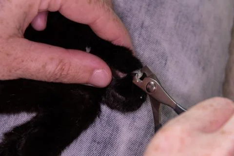Clipping the nails of a cat Foto stock