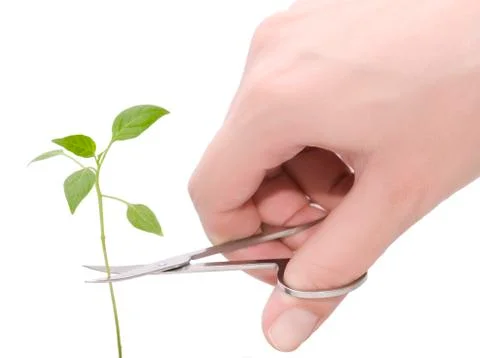 Clipping Stock Photos