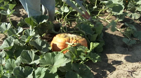 Clipping pumpkin vine from the pumpkin, 4K. Stock Footage 67812957