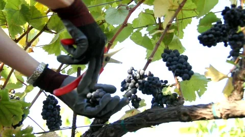 Clipping Wine Grape Stock Footage 860627