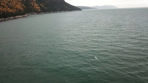 Clips of Beluga in Saint Lawrence River Stock Footage 104463210