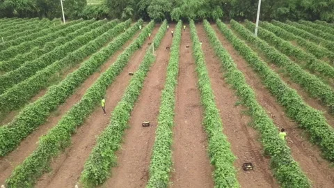 CLIPS STOCK Stock Footage 322018360