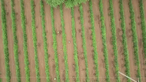 CLIPS STOCK Stock Footage 322018376