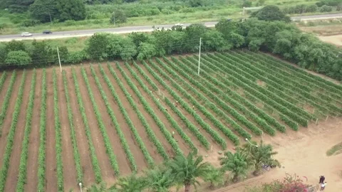 CLIPS STOCK Stock Footage 322018388