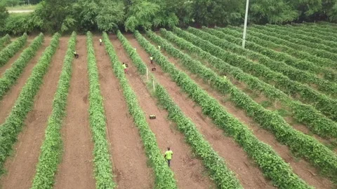 CLIPS STOCK Stock Footage 322018393