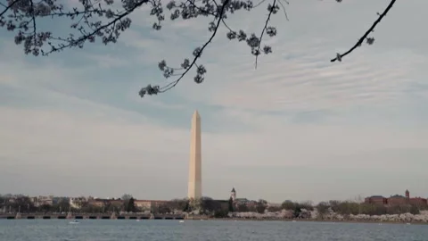 Clips Tilting down from cherry blossoms to the washington Monument Stock Footage 172246938