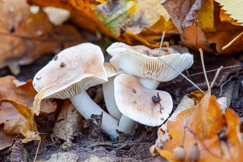 Clitocybe nebularis is also known as cloud funnel or clouded agaric Stock Photos