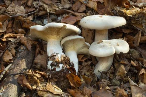 Clitocybe nebularis Stock Photos